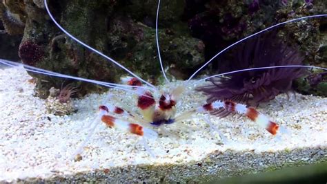 Coral Banded Shrimp - YouTube