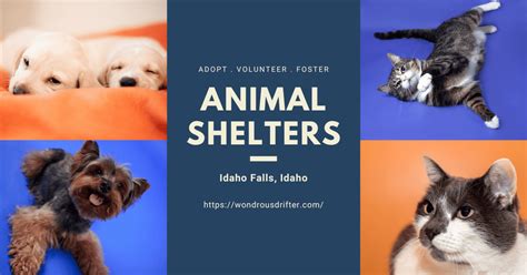 13 Animal Shelters in Idaho Falls, Idaho