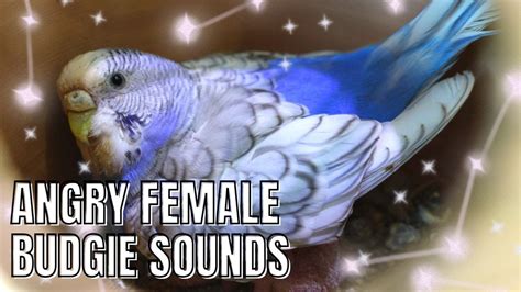 ANGRY FEMALE BUDGIE SOUNDS #birdsounds #parakeet #budgies #angry # ...