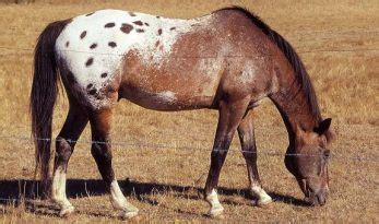 9 Native American Horse Breeds and Their Roles in History