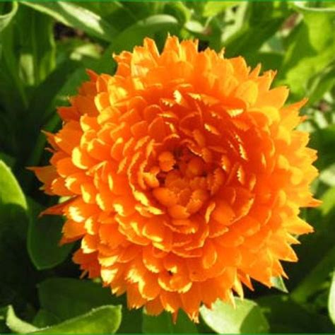 calendula | Edible flowers, Flowers, Calendula