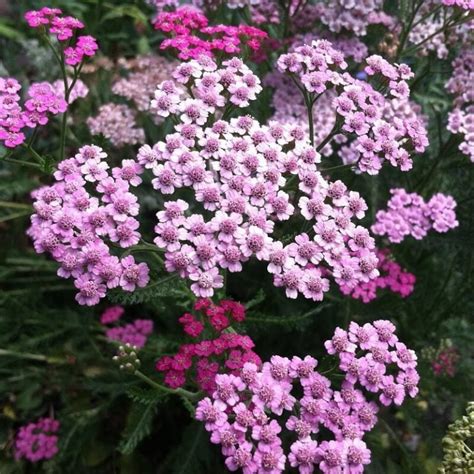 Mixed Yarrow Seeds, Achillea Millefolium Seeds, Flower Seeds#158 ...