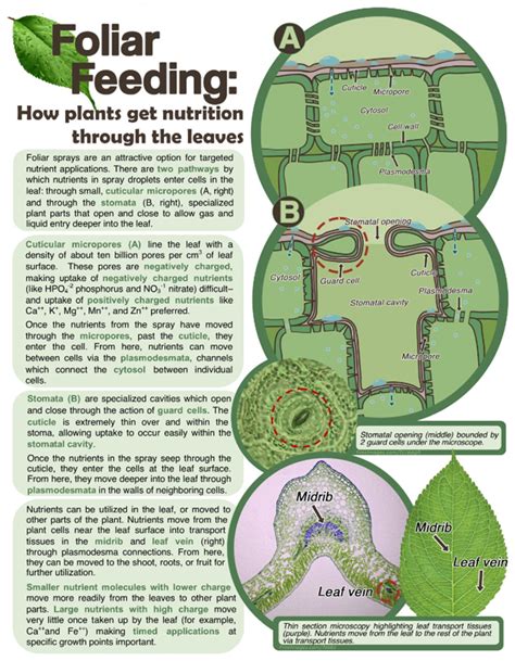 FOLIAR FEEDING: HOW PLANTS GET NUTRITION THROUGH THE LEAVES | Pulcu ...