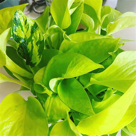 Variegated Neon Pothos: Top 5+ Easy Care