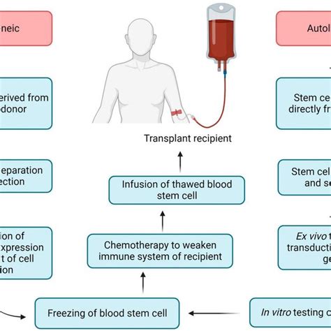 Allogeneic and autologous blood stem cell transplantation. | Download ...