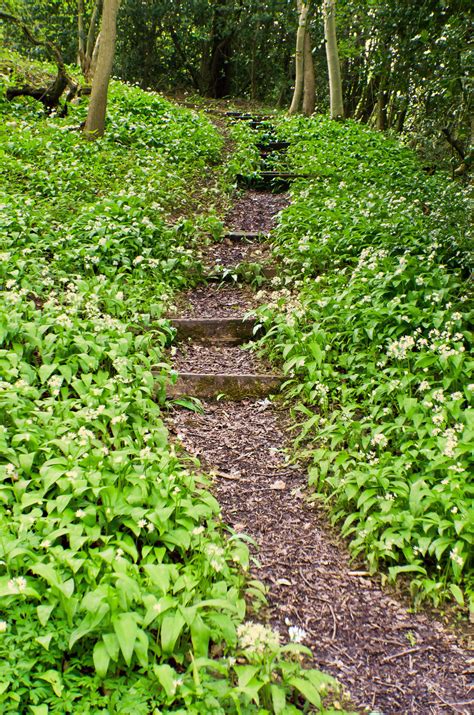 Forest Path Free Stock Photo - Public Domain Pictures