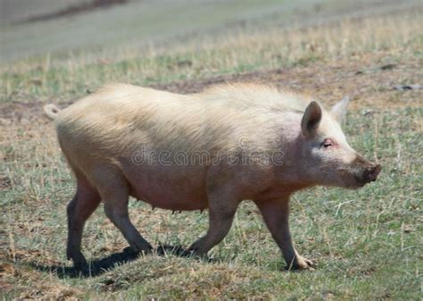 Domestic Pig Stock Photo - Image: 15096910