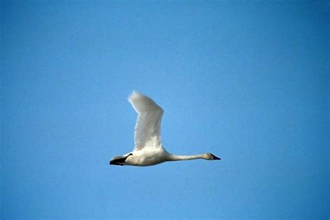 Free picture: tundra, swans, cygnus columbianus