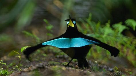 New Vogelkop Superb Bird-Of-Paradise Changes Up the Old Song and Dance ...