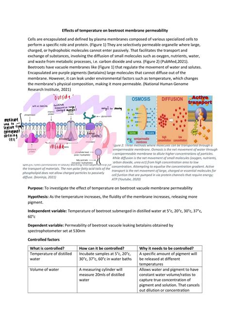 ⭐ Beetroot membrane permeability. Beetroot Cell Membrane Permeability Experiment. 2022-11-21