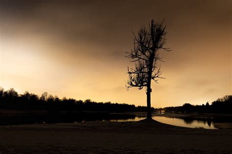 Tree Lake Reflection Night - Free photo on Pixabay - Pixabay