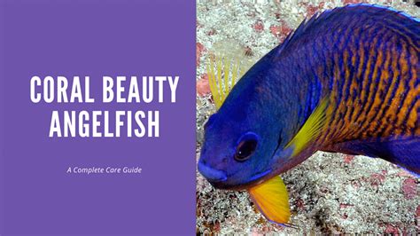 Coral Beauty Angel Care (A Complete Guide) - AquariumStoreDepot