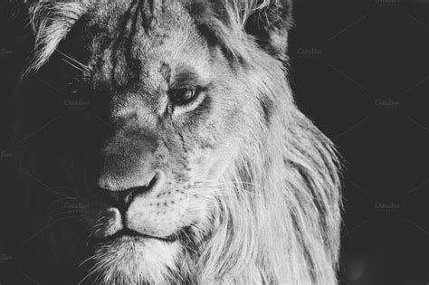 Lion collection featuring lion portrait, black and white photography ...