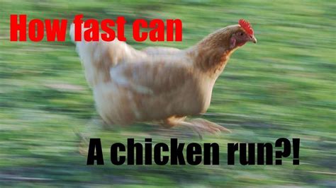 Fun Facts about chickens! | Fun facts, Fun, Facts