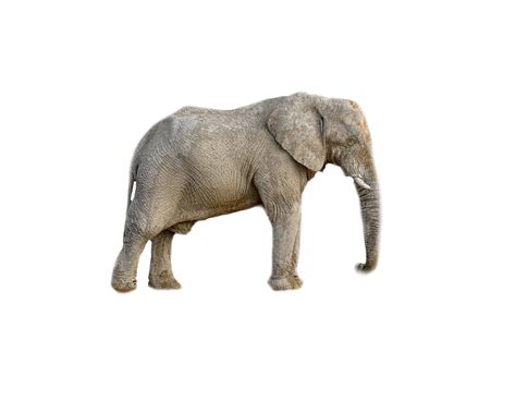 Elephant Animal Africa Transparent · Free photo on Pixabay