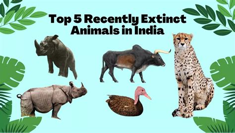 Animals Going Extinct In 2024 In India - Cora Viviana