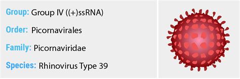 Rhinovirus Type 39 - Quip Labs