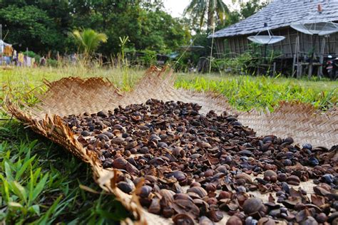 a lush forest: Return to Kalimantan