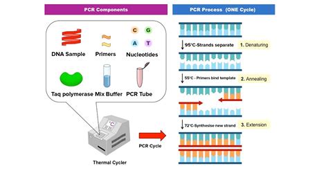 Real Time Pcr Diagram