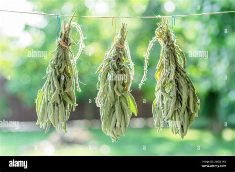 Bunch of green sage leaves drying on air. Herbs for medicine ...