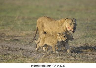 Lioness After Hunting Cubs Lioness Bloodstained Stock Photo 64148281 | Shutterstock