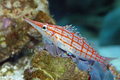 Long Nose Hawk Fish Feeding - Fish Forum - Nano-Reef Community