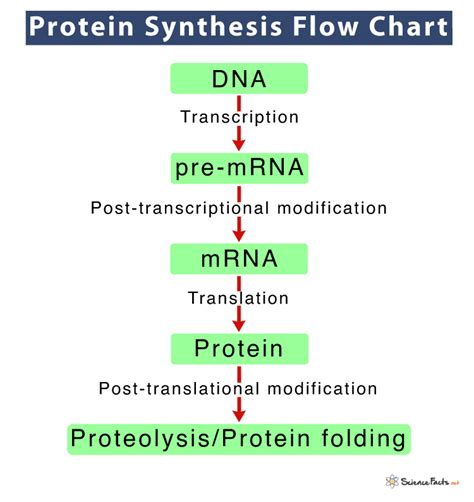 Protein Synthesis Flow Chart