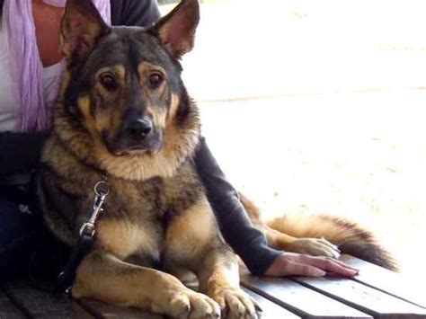 Alaskan Shepherd Info, Puppies, Temperament, Pictures