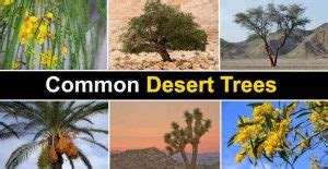 The Best Desert Trees with Pictures and Names