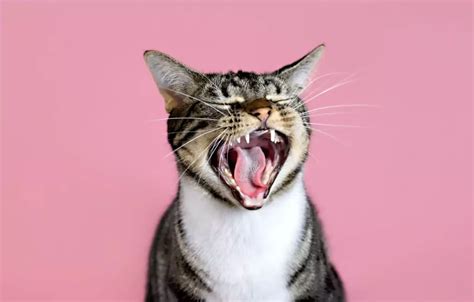 Viral TikTok Cat Dad Teaches 'How to Speak Cat' Language - TheRecentTimes