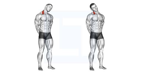 Neck Side Stretch - Guide, Benefits, and Form