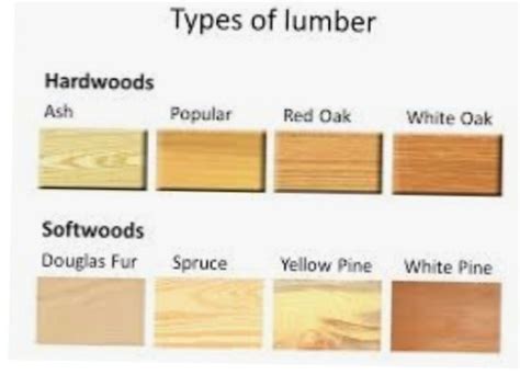 types of softwood | Differbetween