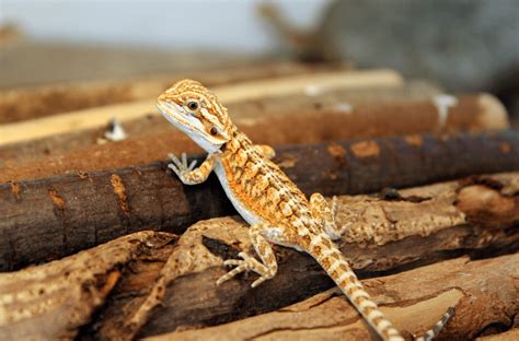 The Littlest Dragons - Amazing Baby Bearded Dragon Facts, Pictures & FAQs - Animal Corner