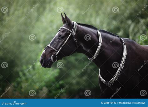 Beautiful Black Akhal-teke Horse with White Line on Forehead with ...