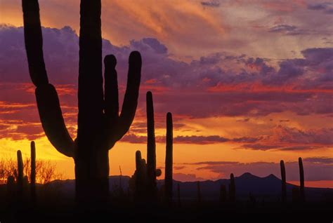 Saguaro National Park - Tucson Attractions