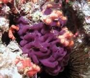 Porifera - Matt's blog
