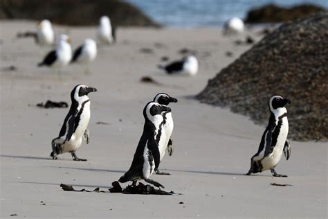 As African Penguin Population Dwindles, Researchers Plan New Breeding ...