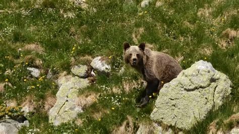 Bear attack, young brown bear attacked photographer - YouTube