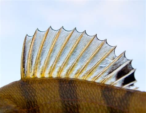 Dorsal fin of a perch stock image. Image of nature, fish - 18538803