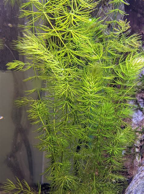 Hornwort