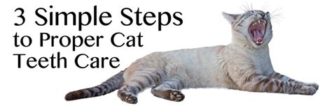 3 Simple Steps to Proper Cat Teeth Care