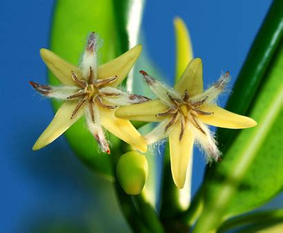 Rhizophora mangle - Red Mangrove, American Mangrove - Hawaiian Plants ...