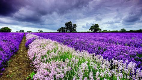 Fondos de Pantalla Campo de Flores Moradas Bajo el Cielo Nublado ...