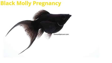 Black Molly Pregnancy Stages and How to Prepare for Delivery - Farewell Pet Care