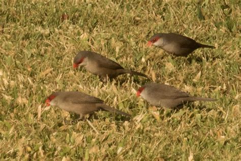 Common Waxbill | Birdspix