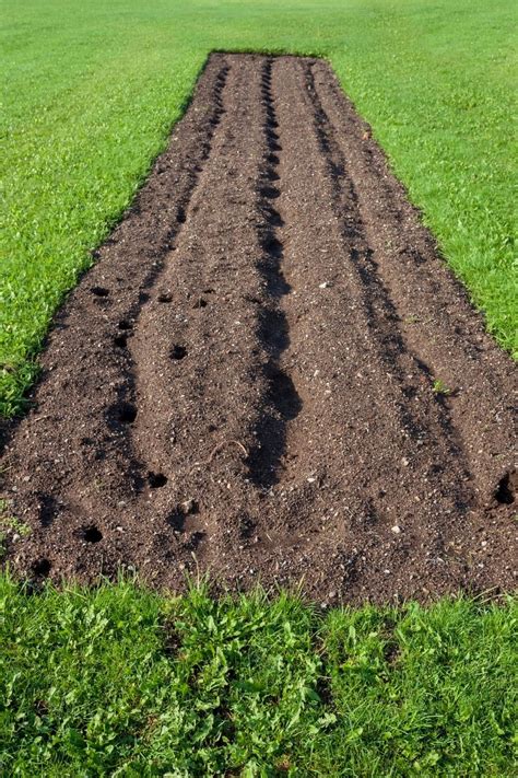 5 Easy Tricks To Build Healthy Fertile Soil