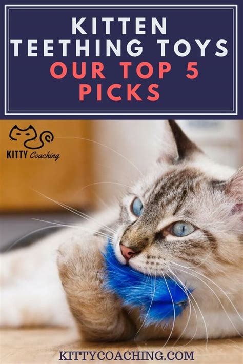 Kitten Teething Toys - Our Top 5 Picks (2018)