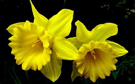 beautiful daffodils flowers high resolution wallpaper | Flowers ...