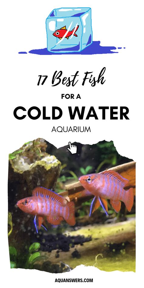 The 22 Best Cold Water Fish (OK Without an Aquarium Heater) | Aquanswers