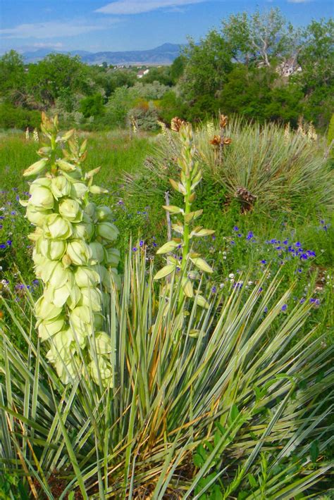 Wild About - Yucca Flowers